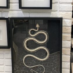 XL museumkader met skelet slang