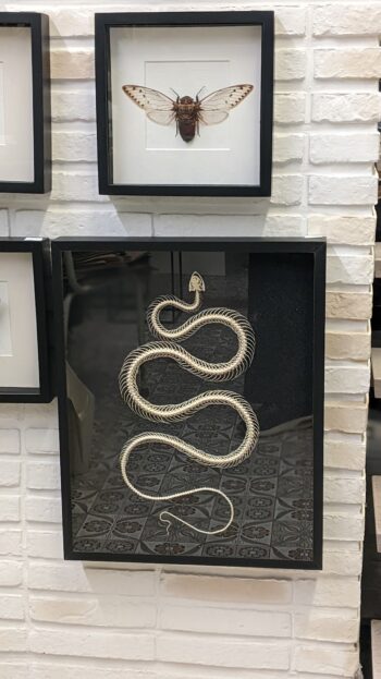 XL museumkader met skelet slang