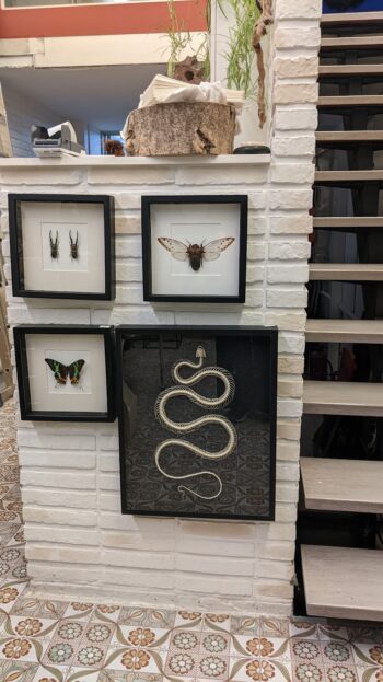 XL museumkader met skelet slang - Afbeelding 2