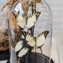 stolp witte vlinders