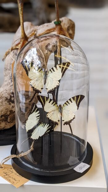 stolp witte vlinders