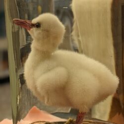 baby flamingo in een antiek stolpje