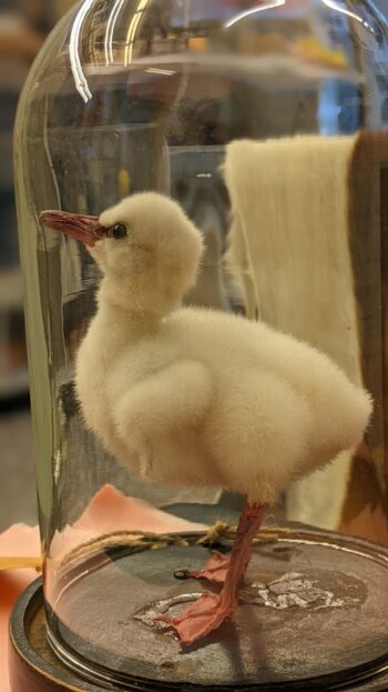 baby flamingo in een antiek stolpje