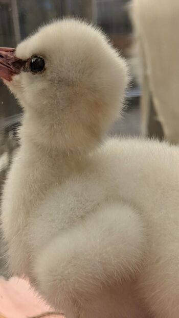 baby flamingo in een antiek stolpje - Afbeelding 2