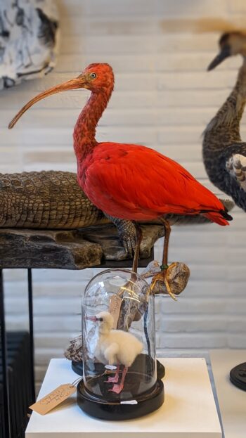 baby flamingo in een antiek stolpje - Afbeelding 3