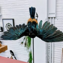 glansspreeuw gespreide vleugels