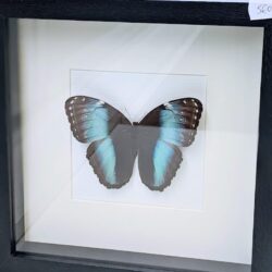 kader blauwe vlinder