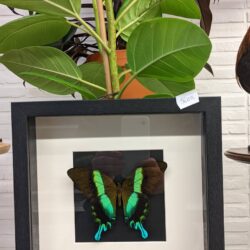 kader groene vlinder