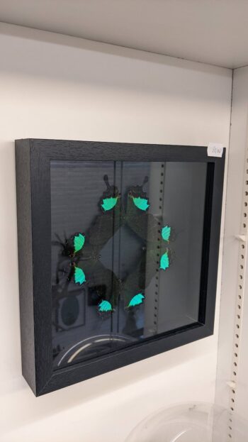 kader vlinders zwart en groen