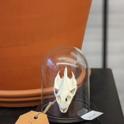 stolpje schedel schildpad