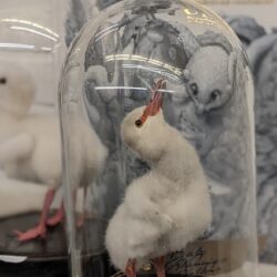 baby flamingo in een stolpje