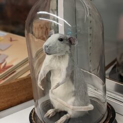 stolp met grijze rat