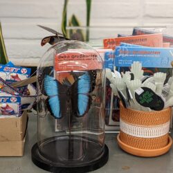 stolp blauwe vlinder