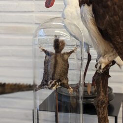 vliegende eekhoorn in antieke stolp