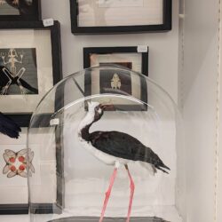 Mexicaanse kluut in antieke stolp