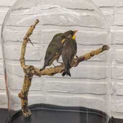 koppel Japanse nachtegalen in stolp