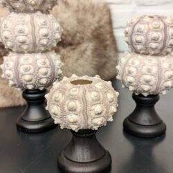 zeeëgel op staander 1