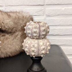 zeeëgel op staander 2