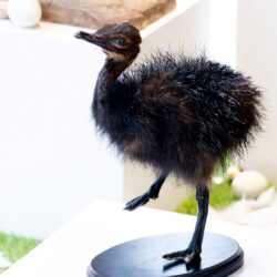 Zwart (!) struisvogelkuiken