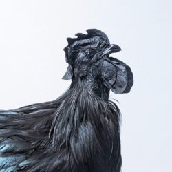 Ayam Cemani, haan