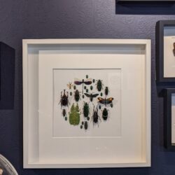 kader mix insecten wit