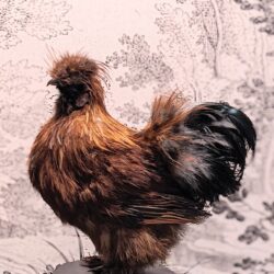 Zijdehoender bruin, haan