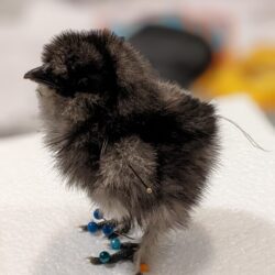 Voorschot workshop kuiken zijdehoender, zat 09/05/26, 13u-18u