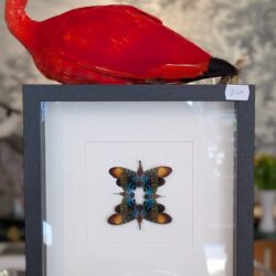 kader lantaarnvliegjes