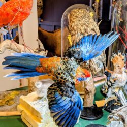 grote rosella, vliegend