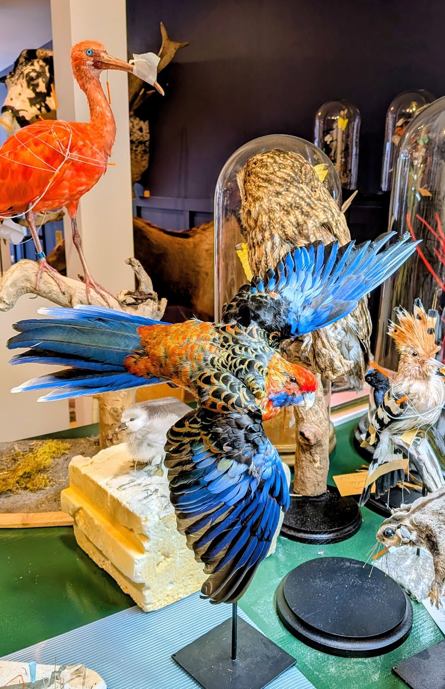 tweedaagse workshop Rosella, zat 13/06/26 - zond 14/06/26 - Afbeelding 2