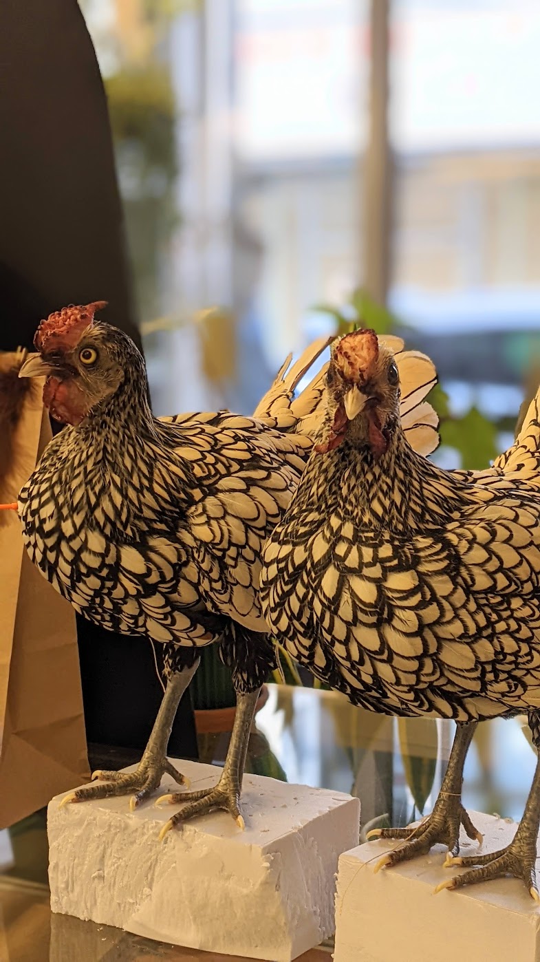 Volzet! Voorschot tweedaagse workshop krielkip, zat 27/06/26 - zond 28/06/26 - Afbeelding 4