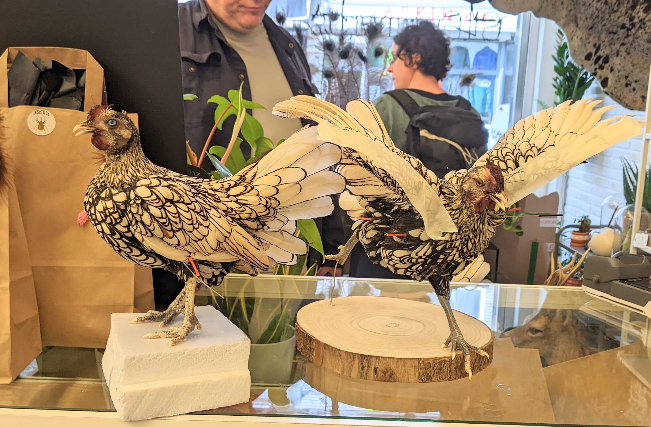 Volzet! Voorschot tweedaagse workshop krielkip, zat 27/06/26 - zond 28/06/26 - Afbeelding 2