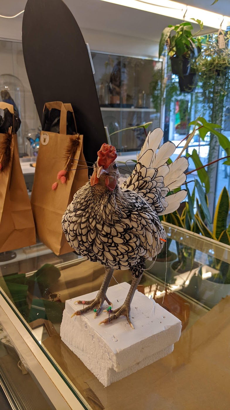 Volzet! Voorschot tweedaagse workshop krielkip, zat 27/06/26 - zond 28/06/26 - Afbeelding 3