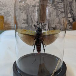 stolp gestreepte sprinkhaan