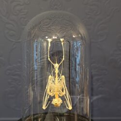 stolp skelet vleerhond