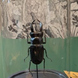 stolp vliegend hert, XL