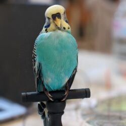 Voorschot workshop grasparkiet, zat 19/09/26 11u - 18u