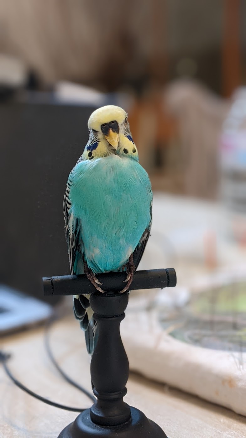 Volzet! Voorschot workshop grasparkiet, zat 19/09/26 11u - 18u