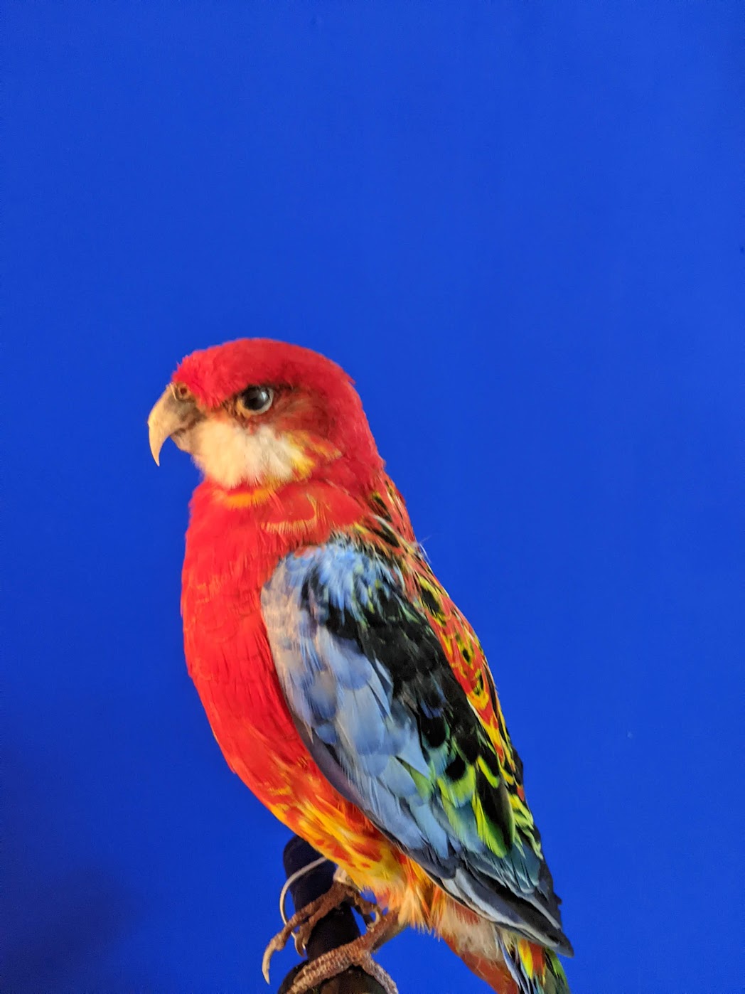 tweedaagse workshop Rosella, zat 13/06/26 - zond 14/06/26 - Afbeelding 4