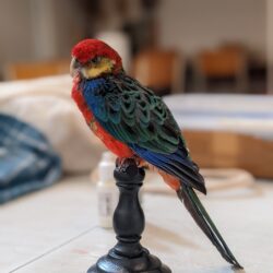 tweedaagse workshop Rosella, zat 13/06/26 - zond 14/06/26