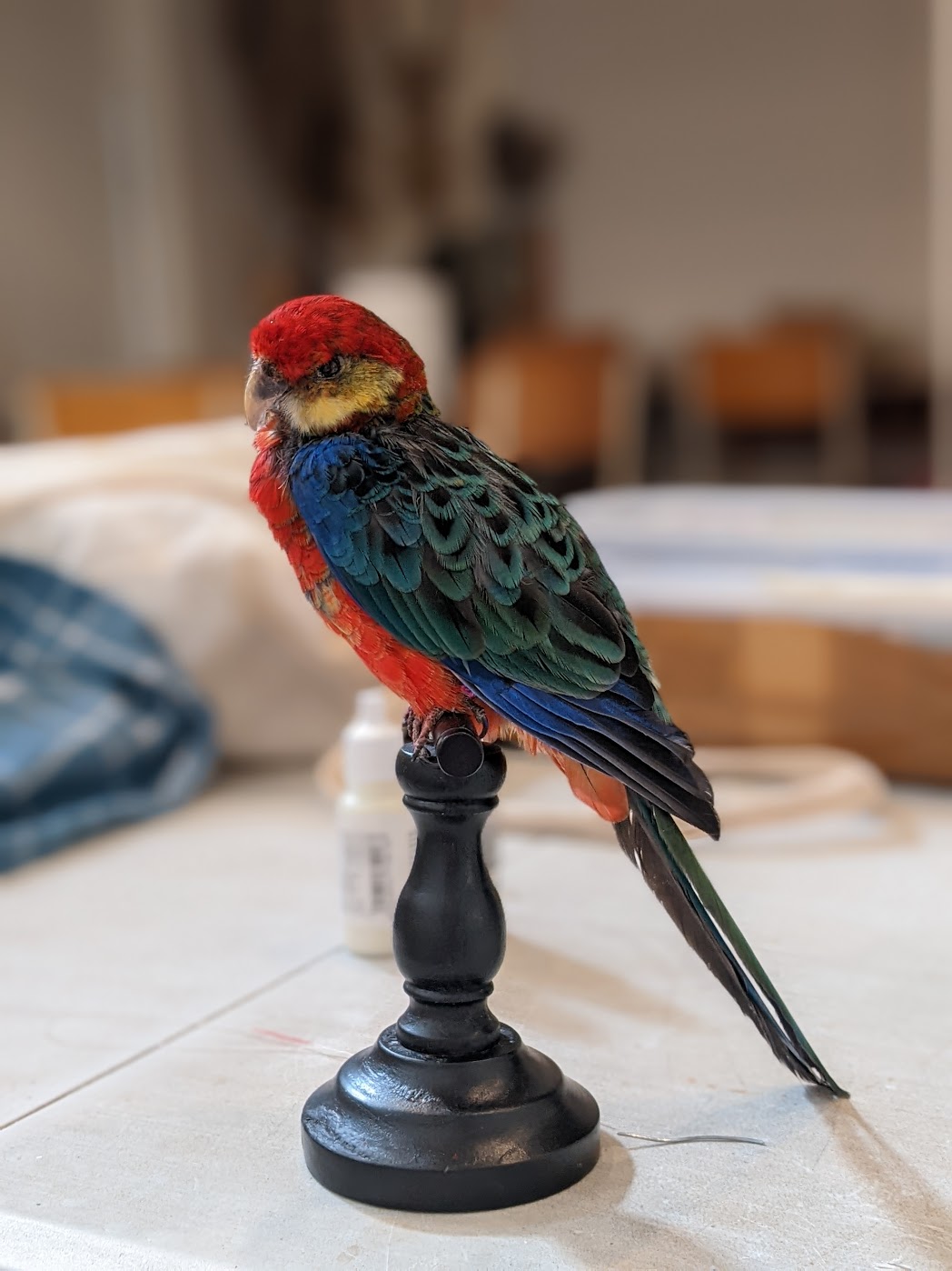 tweedaagse workshop Rosella, zat 13/06/26 - zond 14/06/26