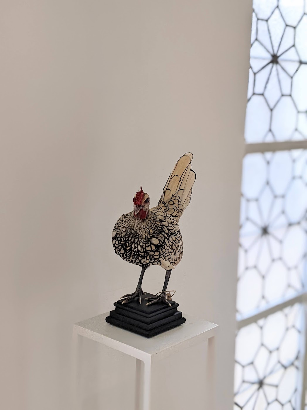 Volzet! Voorschot tweedaagse workshop krielkip, zat 27/06/26 - zond 28/06/26 - Afbeelding 5