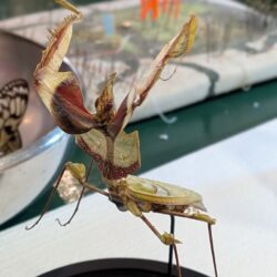 stolp duivelsbloembidsprinkhaan