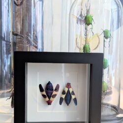 kader twee juweelkevers