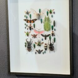 XL museumkader met insecten