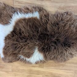 Texels schaap roestbruin