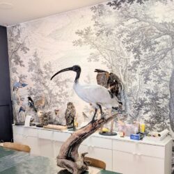Australische ibis