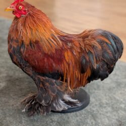 cochin krielkip