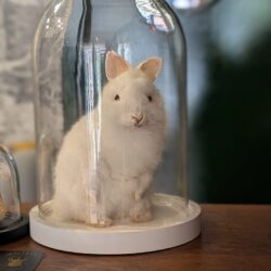 wit konijntje in witte stolp