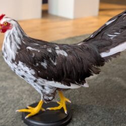 Leghorn kip